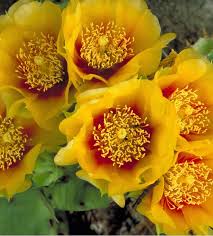 In certain parts of the southwest it grows so prolifically ranchers consider it a nuisance plant. Plant Ponderings Stuck On The Prickly Pear Cactus Flowers Gone Wild Blog