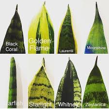 Indoor Plant Design On Instagram Did You Know How Many Different Kinds Of Snake Plants There Are Whi Sansevieria Plant House Plants Indoor Planting Flowers