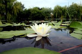 This is peisaje delta dunarii 2010 by andrei vacaru on vimeo, the home for high quality videos and the people who love them. Delta Dunarii Un Mic Colt De Rai Hello Holidays Blog