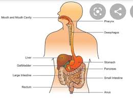 Further in our digestive tract (or alimentary canal) ? A Draw A Labelled Diagram Of The Human Digestive System With The Help Of This Diagram Describe The Brainly In