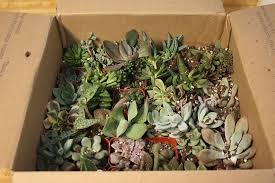 These succulents planters work perfect for kids who are interested in plants, or can be used to start developing an interest in gardening in the younger generation. Easy Diy Succulent Centerpiece Love Renovations