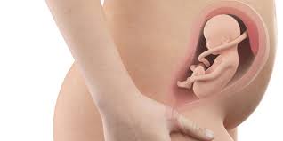 Dalle 7 alle 9 settimane di gravidanza ci sono molti processi e trasformazioni nell'utero della futura mamma. 26 Ventiseiesima Settimana Di Gravidanza Gravidanzaonline