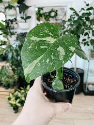 Image result for Monstera