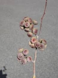 Image result for Eucalyptus cloeziana