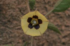 Image result for Physalis pubescens