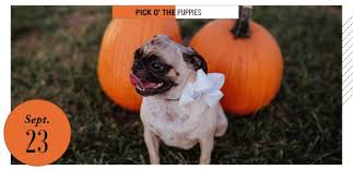 4.4 out of 5 stars. Final Dog Days Of Summer Omaha Magazine