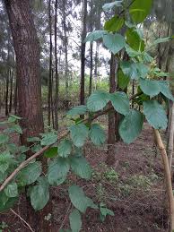 Image result for Mondia ecornuta