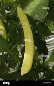 Image result for Canavalia ensiformis