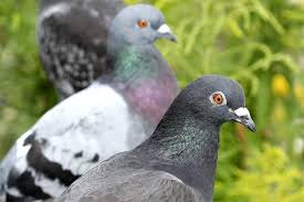 Möchten sie die tauben auf ihrem balkon oder im garten unterstützen, können sie hierfür taubenhäuser anbringen. Vogel Bestimmen Tauben Im Vergleich Nabu