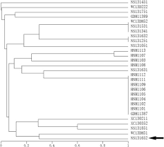 Characterization Of A Pathogenic Vibrio Harveyi Strain From Diseased Epinephelus Coioides And Evaluation Of Different Methods To Control Its Infection Sciencedirect