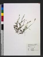 Image result for Arthraxon lancifolius