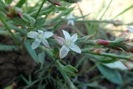 Image result for Oxygonum dregeanum