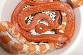 According to experts, the baby corn snakes are very strong animals, and they can withstand the harsh environmental conditions. How Big Do Corn Snakes Get Size Growth Chart Pet Keen