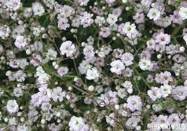 Baby S Breath Gypsophila Paniculata Everlasting Love Gypsophila Pretty Flowers Babys Breath