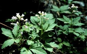 Image result for Cardamine maxima