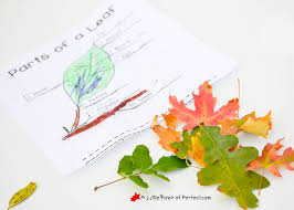 Print coloring pages online or download for free. Learning About Leaves Explore Color And Label Free Printable For Kids