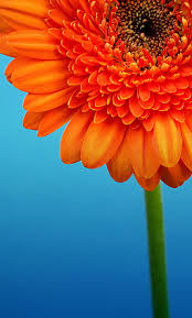 Download hd mobile wallpapers to your android and iphone mobile phone and tablet. Beautiful Flower Abstract Nature Nokia Samsung Hd Mobile Wallpaper Peakpx