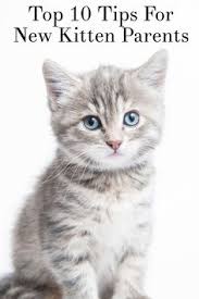 If you'd like, you can download and print, and bring the completed forms with you to your first visit. 150 General Animal Ideas Pets Dogs Pet Hacks