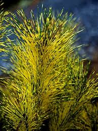 Image result for Hunteria densiflora