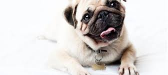 Chat Ve Sohbet Odalari Pug Pug Kopekler Hayvanlar