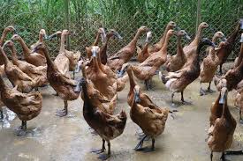Menggambar bebek bertelur mewarnai bebek bertelur. 7 Trik Jitu Budidaya Dan Bisnis Itik Petelur Artikel Pertanian Terbaru Berita Pertanian Terbaru