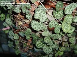 Image result for Ceropegia incana