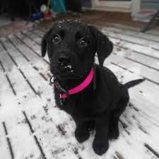 We did not find results for: Lab German Shepherd Mix Facts