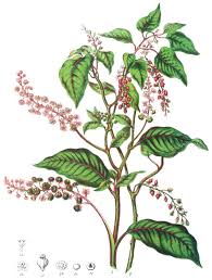 Image result for Phytolacca