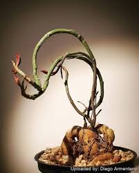 Image result for Monadenium rugosum