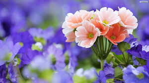free download flowers hd in high resolution for get wallpapers of flowers hd 1920x1080 for your desktop mobile tablet explore 68 hd flowers wallpaper free flower wallpaper and screensavers flowers hd 1920x1080 for your desktop