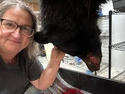 In Västerbotten, Sweden, public schools lets classes of 5th graders aged 10  to 11 and watch local hare hunting and butchering during school time, and 1  week after the hunt, the school