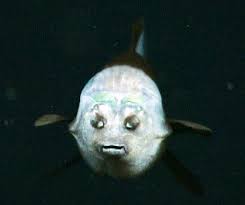 first photos weird fish with transparent head キモ可愛い 可愛い グロテスク