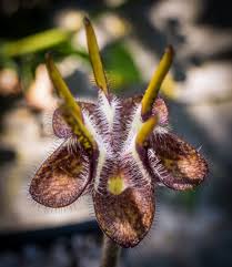 Image result for Ceropegia filipendula