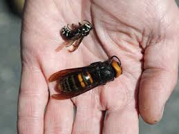 Etats Unis Un Frelon Asiatique Geant Repere Sciences Et Avenir