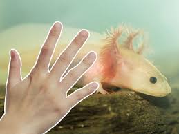 See full list on minecraft.fandom.com Do Axolotls Like To Be Touched Axolotl Nerd