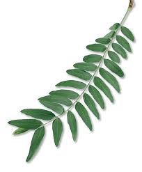 Image result for Tricalysia acocantheroides