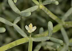 Image result for Zygophyllum cuneifolium