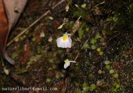 Image result for Utricularia striatula