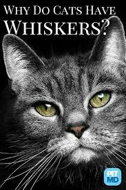 Why Do Cats Have Whiskers Cat Vs Dog Cat Facts Cats