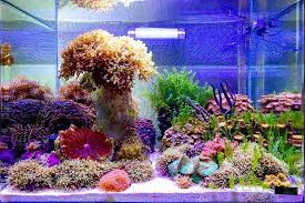 Advert Hey Everybody Because I See All Around Me Salty Water I Just Thought That It Is Time To Post A Coral Reef Aquarium Aquarium Landscape Marine Plants
