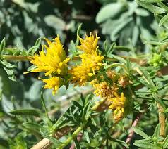 Image result for Isoglossa cyclophylla