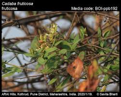 Image result for Cadaba termitaria