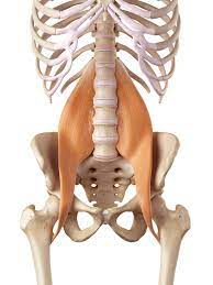 What muscles attach left hip and back / back muscles anatomy and functions kenhub. Psoas Constructive Rest Greenwood Physical Therapy