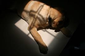 Guidelines For Dealing With Your Dog S Chemotherapy Side Effects Dog Cancer Blog