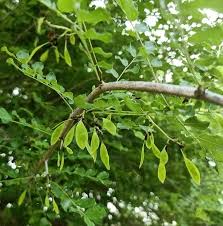 Image result for Dalbergia