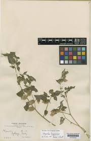 Image result for Physalis lagascae