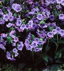 Die art liebt humusreiche, frische standorte in mischwäldern. Pulmonaria Verschoor Horticulture