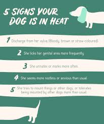 That said, the first couple of heat cycles in a dog are not sufficient to produce satisfactory breeding results. What You Should Know About Spaying Your Pet In Heat
