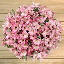80 Stem Alstroemeria Bulk Roses Alstroemeria Flower Delivery
