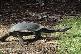 Gallery The Deadliest Animal On Earth Looks Completely Harmless Deadly Animals Animals Animal Intelligence